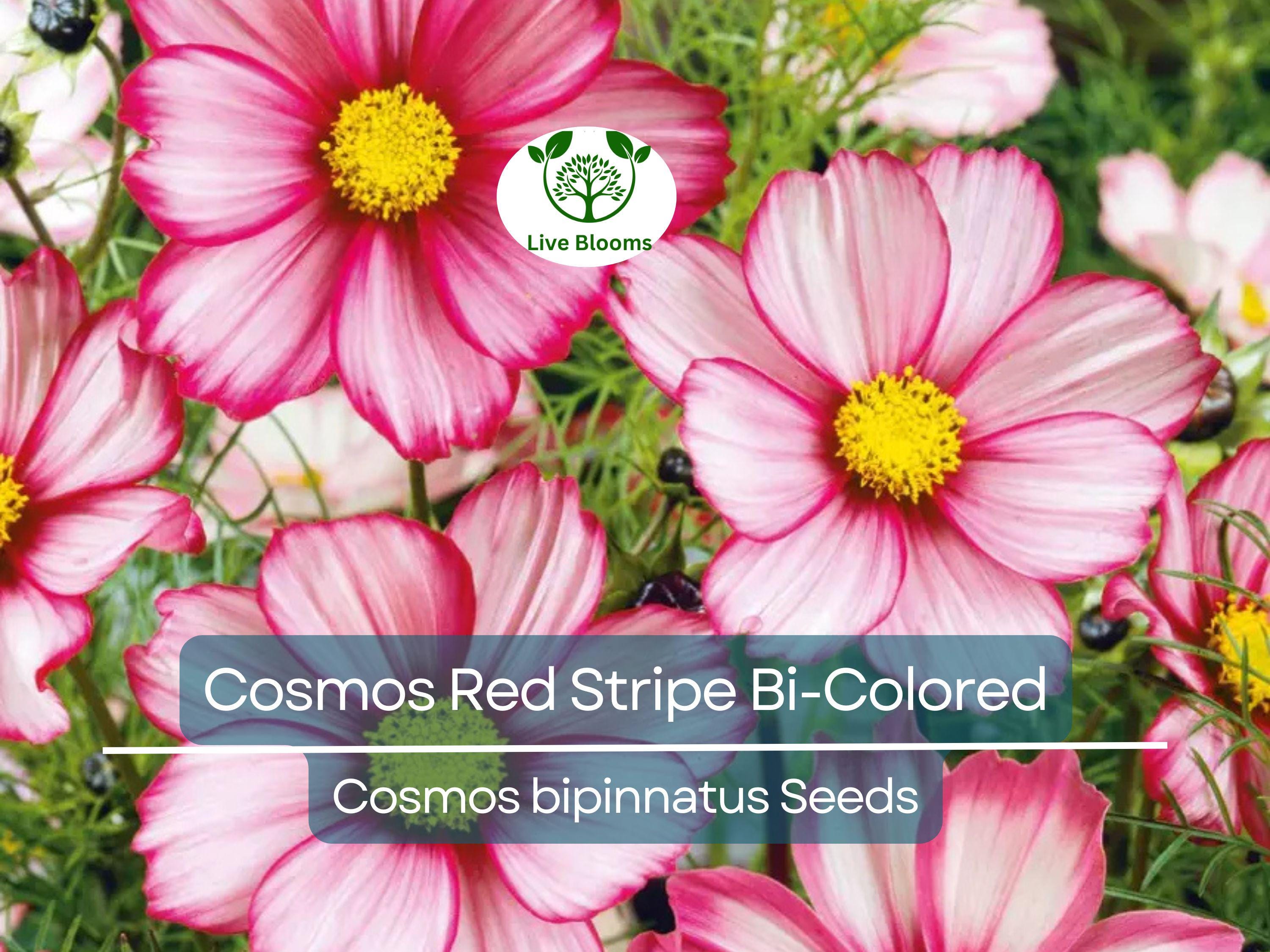 100 Seeds Cosmos Red Stripe Bi-Colored Flowers Pollinators Butterflies Non-GMO (Cosmos bipinnatus)