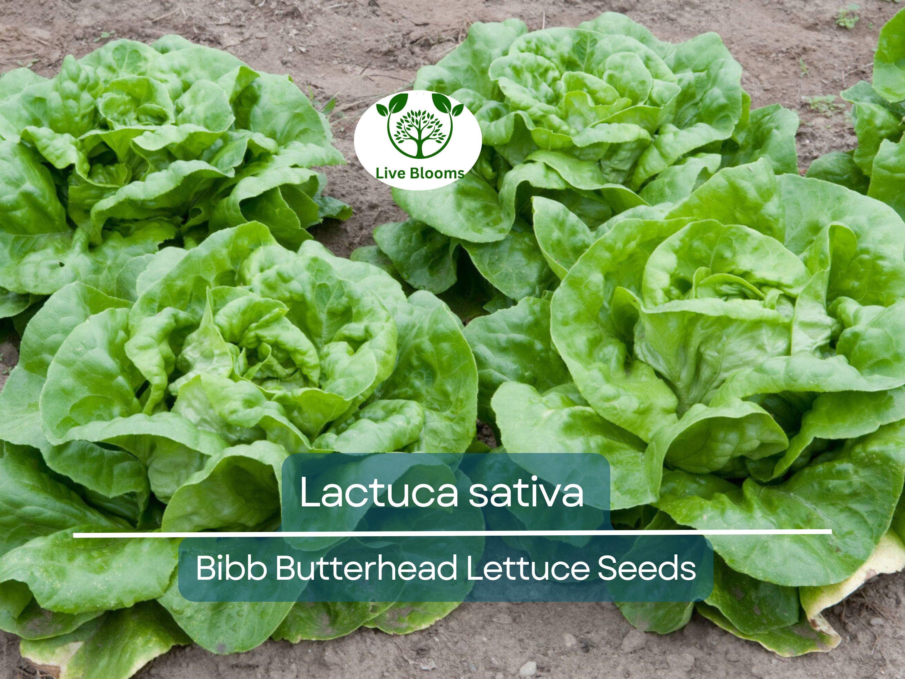 700 Seeds Bibb Butterhead Lettuce – Lactuca sativa | Heirloom Lettuce Seeds for Planting, Gardening & Tender, Sweet Harvests