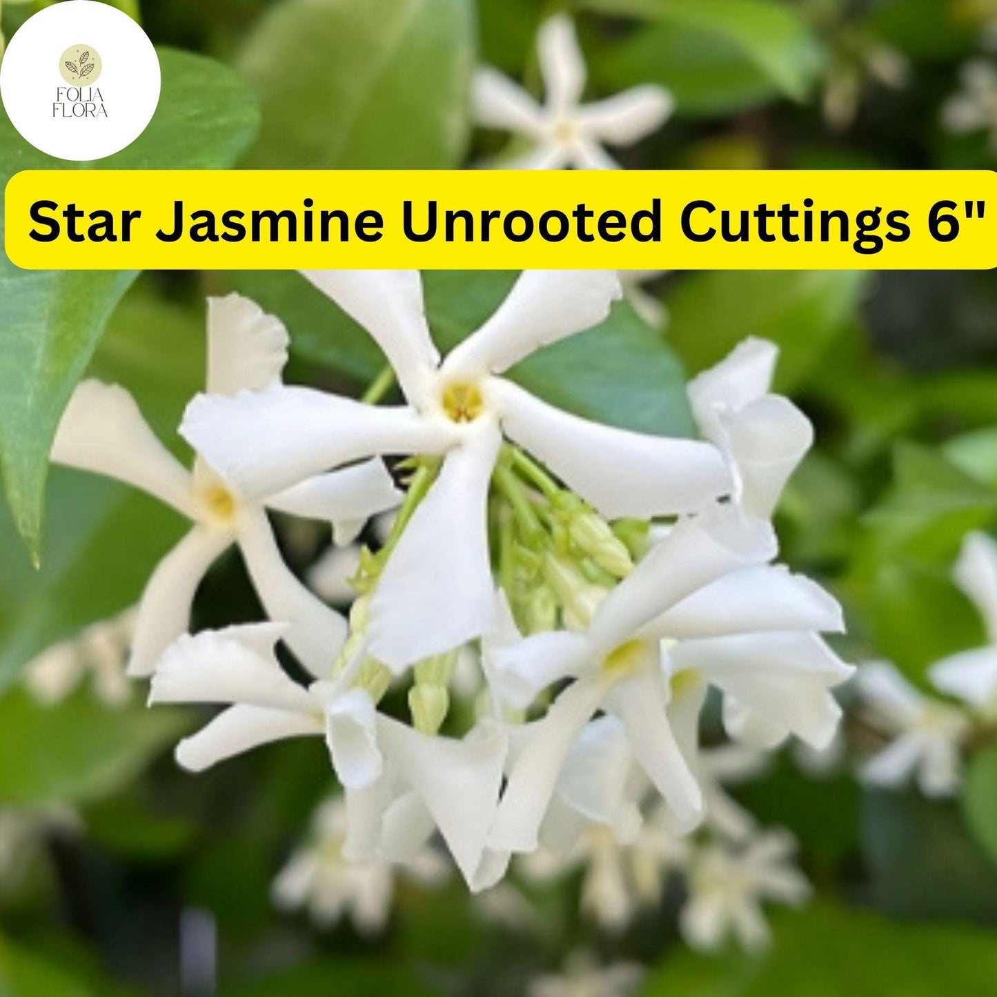 Trachelospermum Jasminoides | Star Jasmine | 7 Live 6” Unrooted Cuttings | Fragrant Vine, Evergreen, Fast-Growing, Flowering Plant