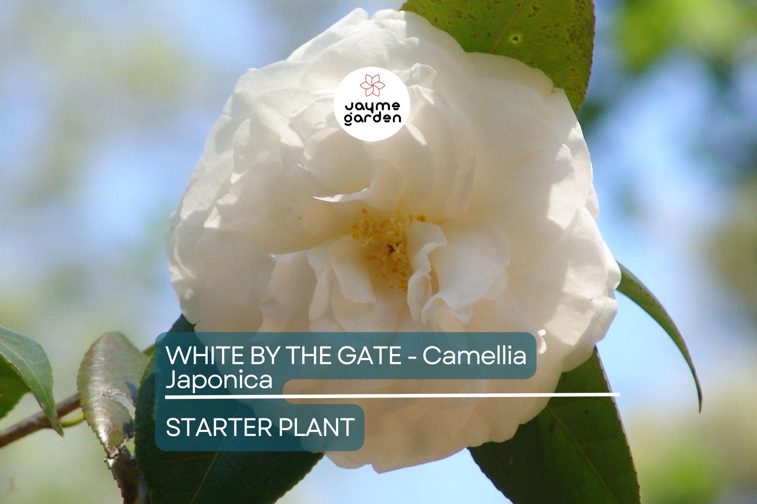 White by the Gate Camellia Japonica Starter Plant | Live Well-Rooted | Unique White & Pink Blooms | Evergreen Shrub for Zones 7-10