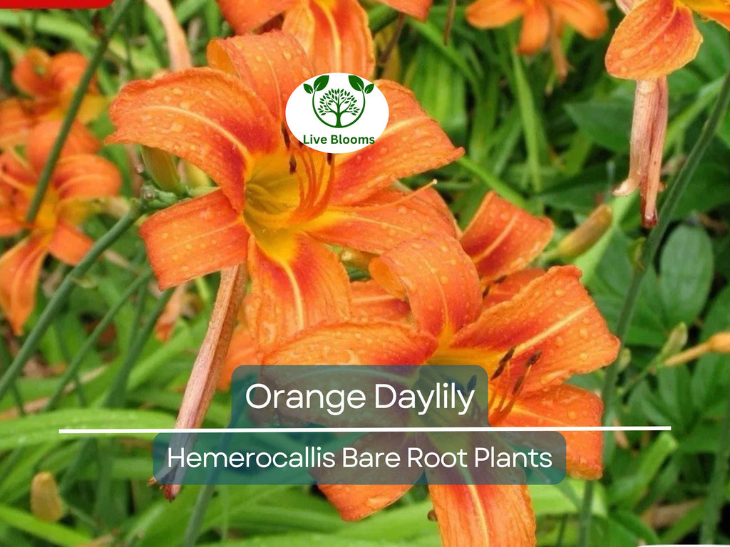 20 Orange Daylily Plants - Hemerocallis fulva - Tawny 'Ditch Lily' - Bare Root, Hardy Perennial, Pond/Bog Plant, Easy to Grow