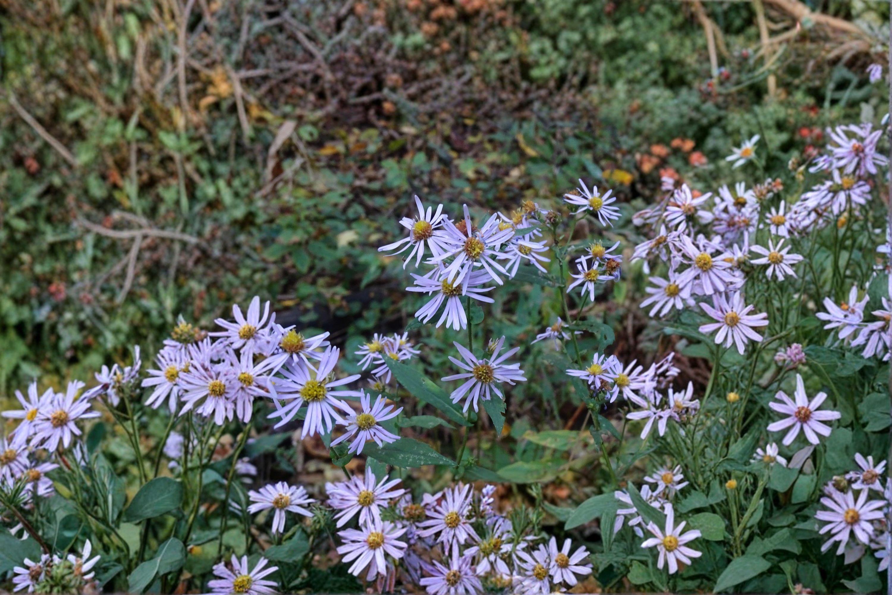 Symphyotrichum prenanthoides – Crooked-stemmed Aster | 100 Seeds | Native Blue Aster Wildflower | Pollinator Garden Plant