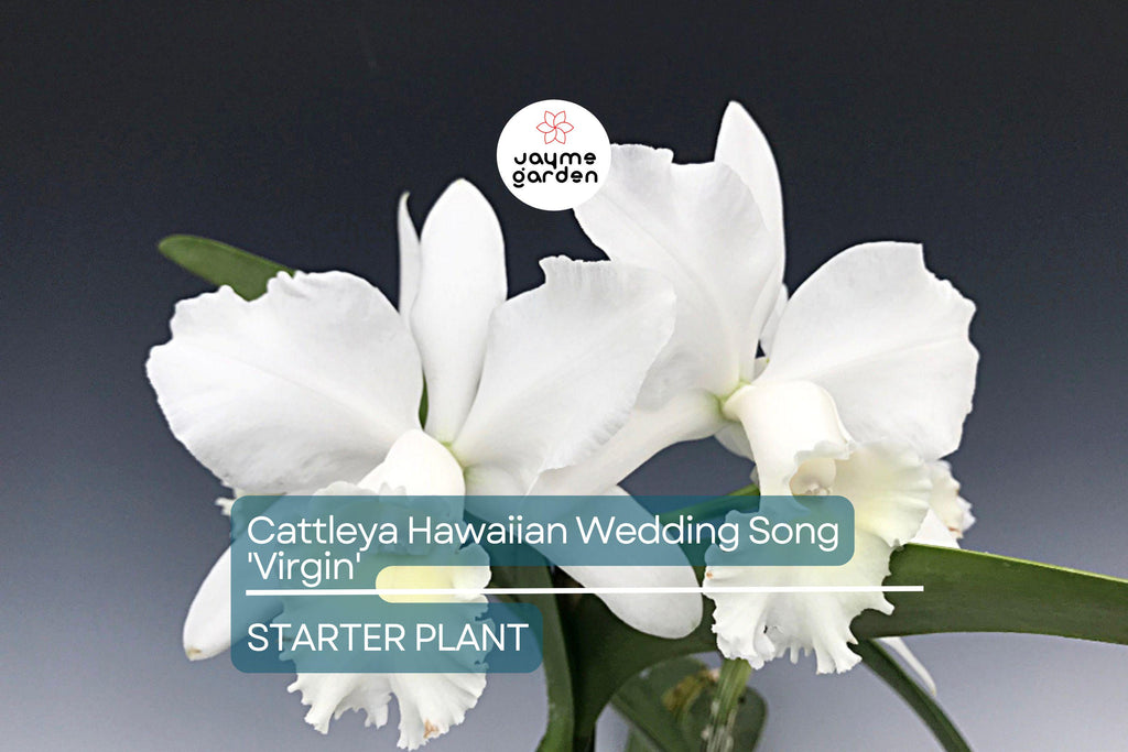 Cattleya Hawaiian Wedding Song 'Virgin' Orchid | Live Small Starter Plant | White Fall Blooms | Tropical Indoor/Outdoor