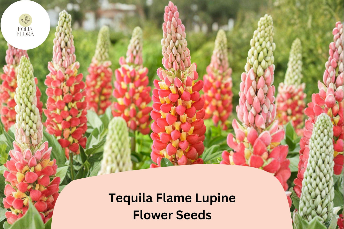 25+ Tequila Flame Lupine Seeds | Lupinus | Fiery Red-Yellow Spiked Blooms for Garden Planting