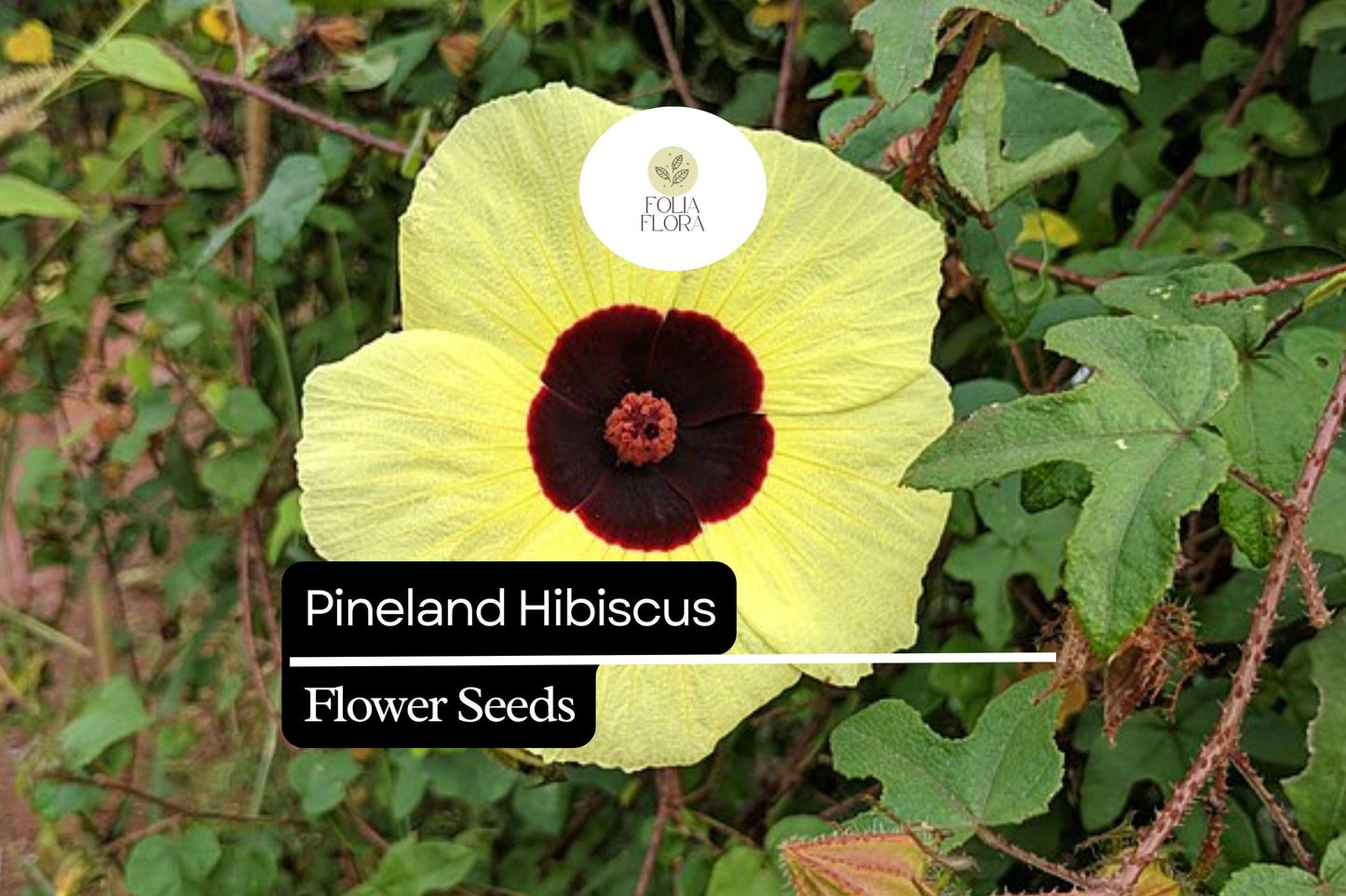 25 Seeds Pineland Hibiscus | Native Perennial, Yellow Wildflower, Pollinator-Friendly, Hardy Garden Plant
