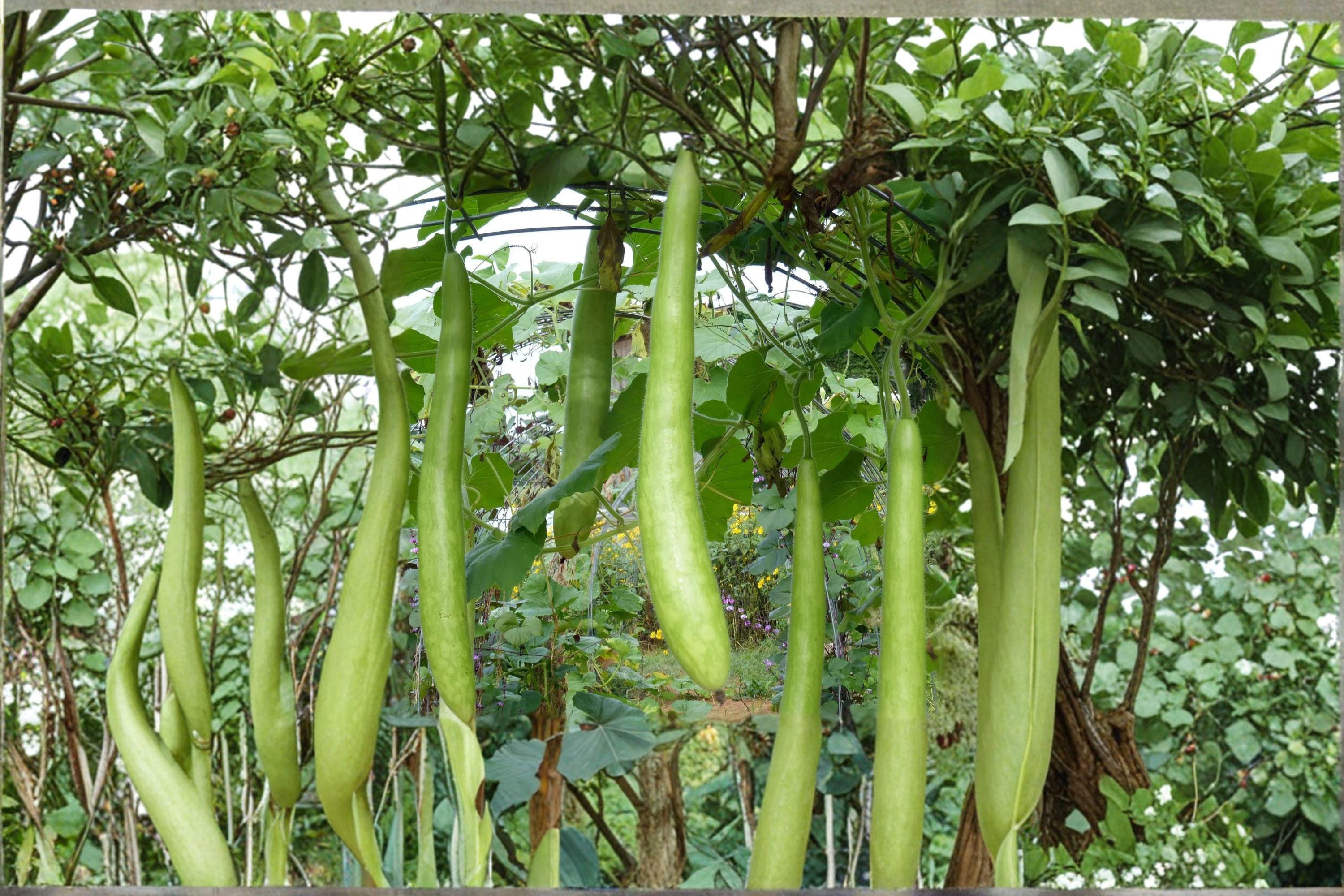 Cucuzzi (Italian Edible Gourd) 10 Seeds | Italian Heirloom | Long Tender Fruits | Traditional Summer Vegetable