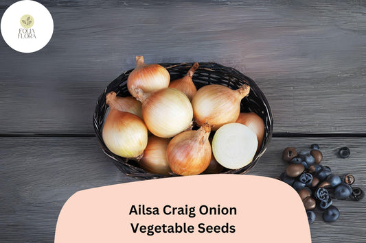 500+ Ailsa Craig Onion Seeds | Giant Sweet Heirloom Onion | Garden Planting | Allium cepa Seeds