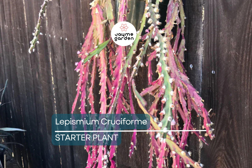 Lepismium cruciforme Super Red Clone | Jungle Cactus Cutting with Pink Flowers & Red Fruits | Rare Hanging Succulent