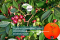 Strawberry Guava Tree 1′-2′ (Psidium cattleianum) - Live Tropical Fruit Tree | Sweet Aromatic Guava for Gardens and Containers