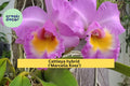 Cattleya Orchid Seedling ‘Marcella Koss’ – Live Starter Plug, Fragrant Orchid Plant for Indoor Display, Tropical Blooming Houseplant