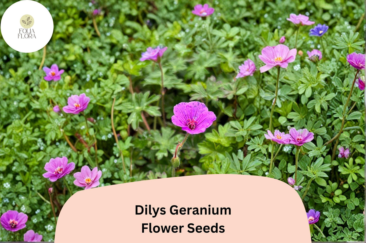 25+ Dilys Geranium Seeds | Purple Hardy Cranesbill | Long Blooming Perennial Ground Cover for Garden