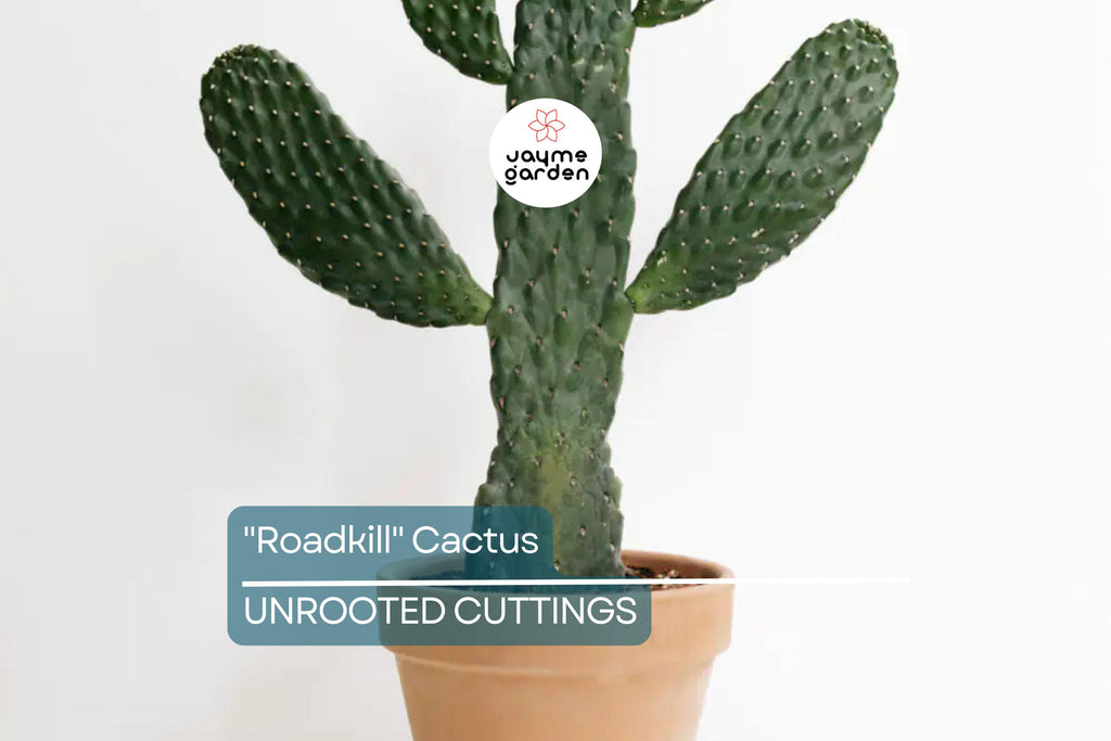 Live "Roadkill" Cactus Plant Cutting – Unique Cactus Cutting for Indoor & Outdoor Growth, Easy to Care For