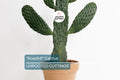 Live "Roadkill" Cactus Plant Cutting – Unique Cactus Cutting for Indoor & Outdoor Growth, Easy to Care For