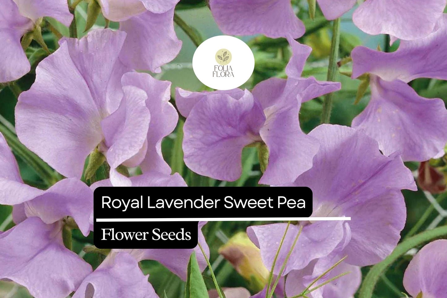 Royal Lavender Sweet Pea (Lathyrus odoratus) – Fragrant Blooms, Lavender Purple Flowers, Ideal for Gardens & Bouquets