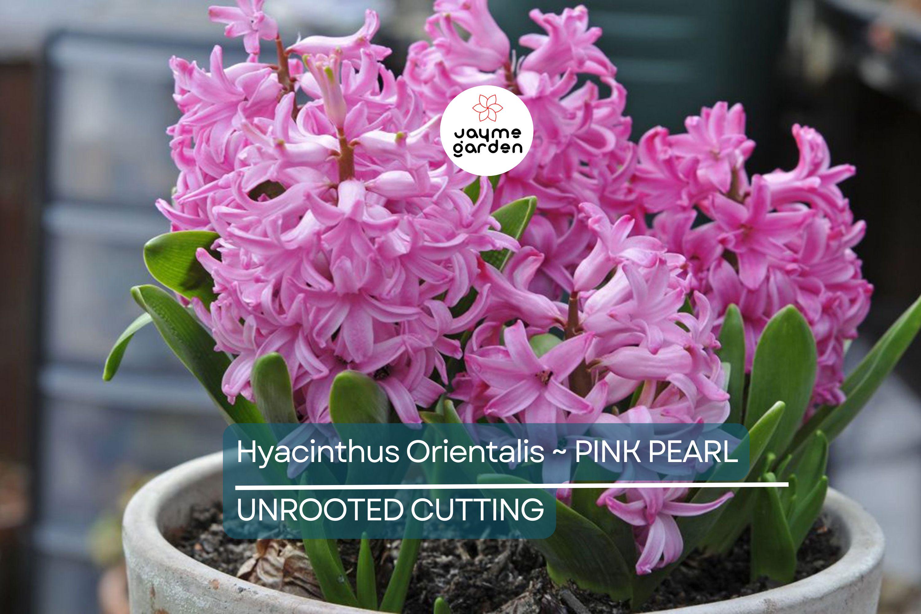 Hyacinth Pink Pearl Bulbs - 2 Fragrant Fuchsia-Purple Blooms, Award-Winning, Perfect for Gardens & Containers, USDA Zones 4-8