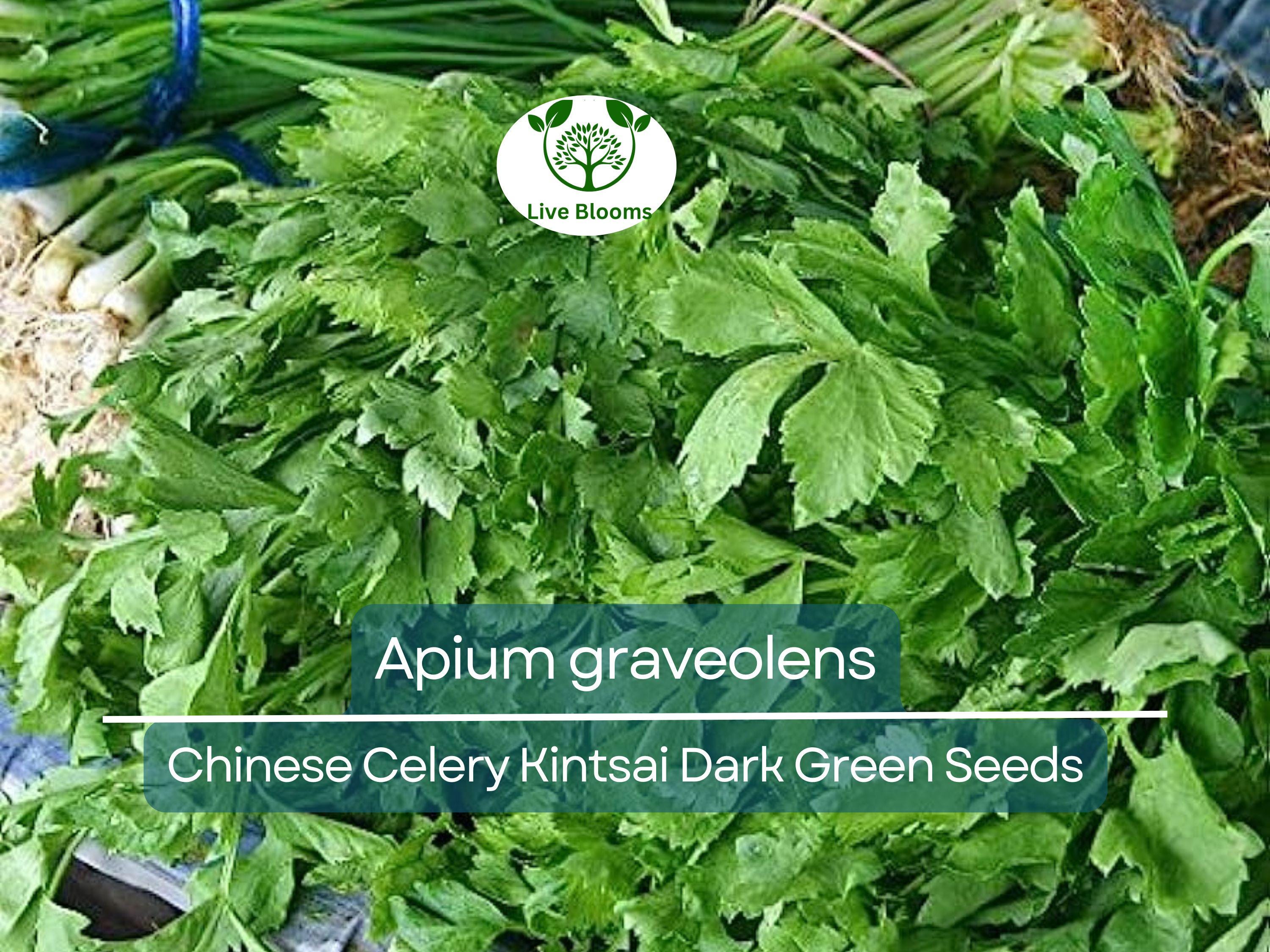 1350 Seeds Chinese Celery Kintsai Dark Green – Apium graveolens | Heirloom Celery for Planting, Gardening & Fresh Culinary Use