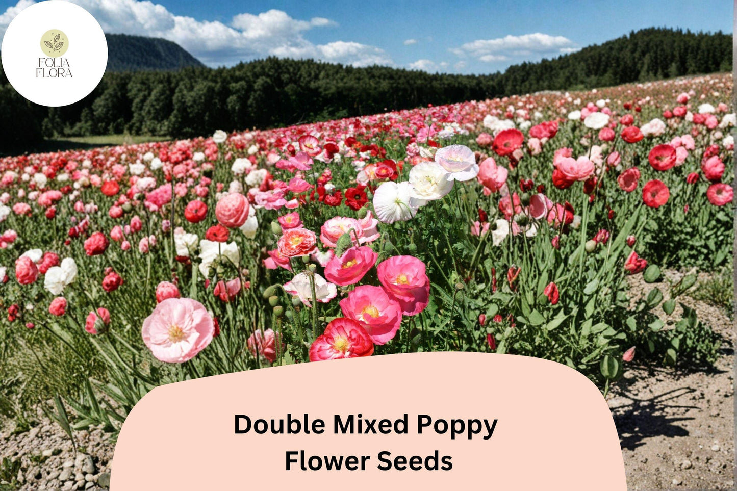 200+ Double Mixed Poppy Seeds for Garden Planting – Colorful Frilled Blooms, Easy to Grow Flowers