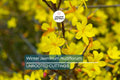 Jasminum Nudiflorum Winter Jasmine Vine, 7+ Fresh Cuttings, Bright Yellow Flowers, January Blooms