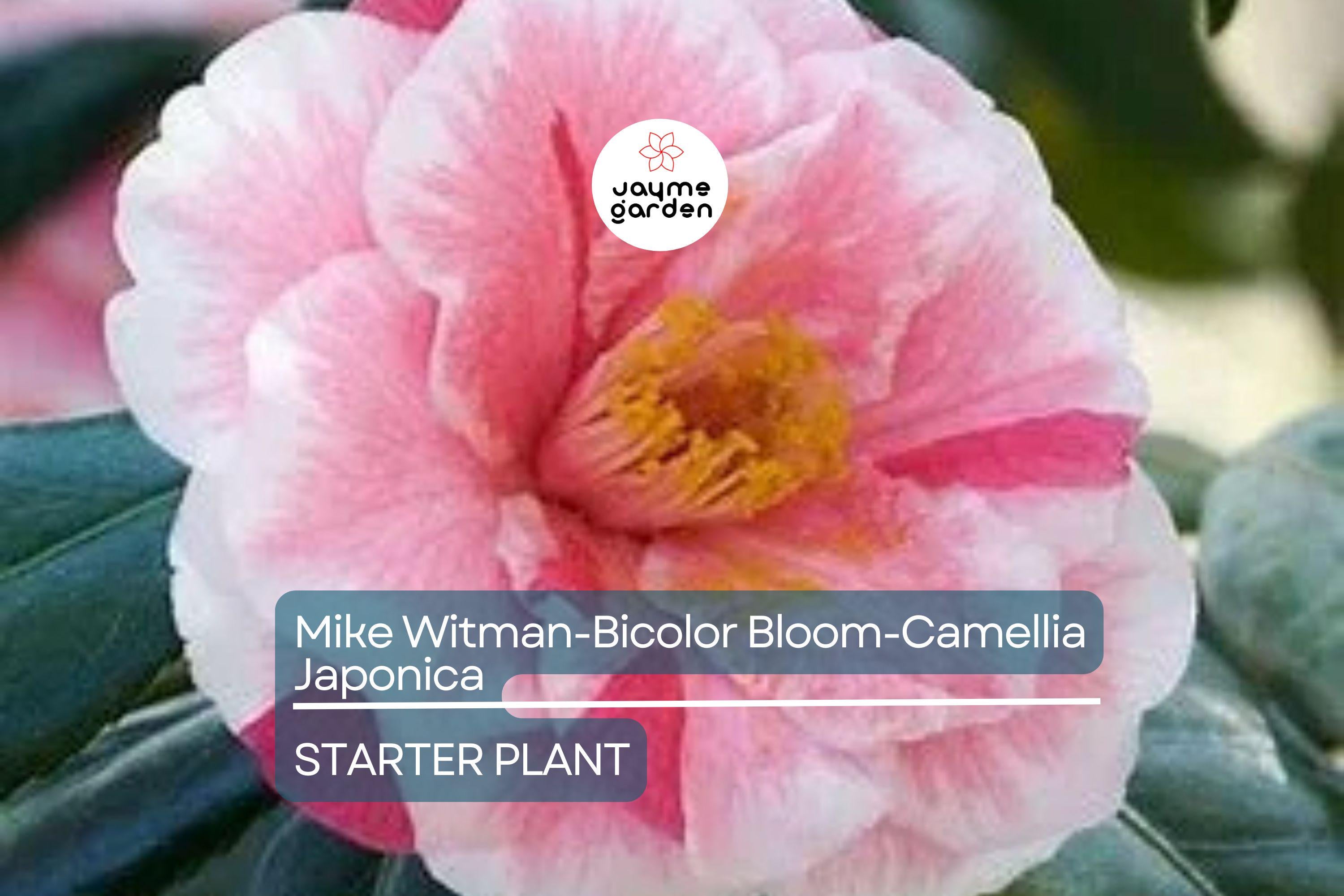 Mike Witman Camellia Japonica | Rare Bicolor Bloom | Live Starter Plant | Evergreen Shrub | All-Season Beauty | USDA Zone 7-10