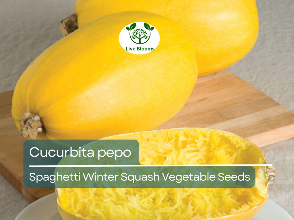 1000 mg Spaghetti Winter Squash Seeds - Cucurbita pepo | Heirloom Squash for Planting, Gardening & Healthy Pasta Alternative