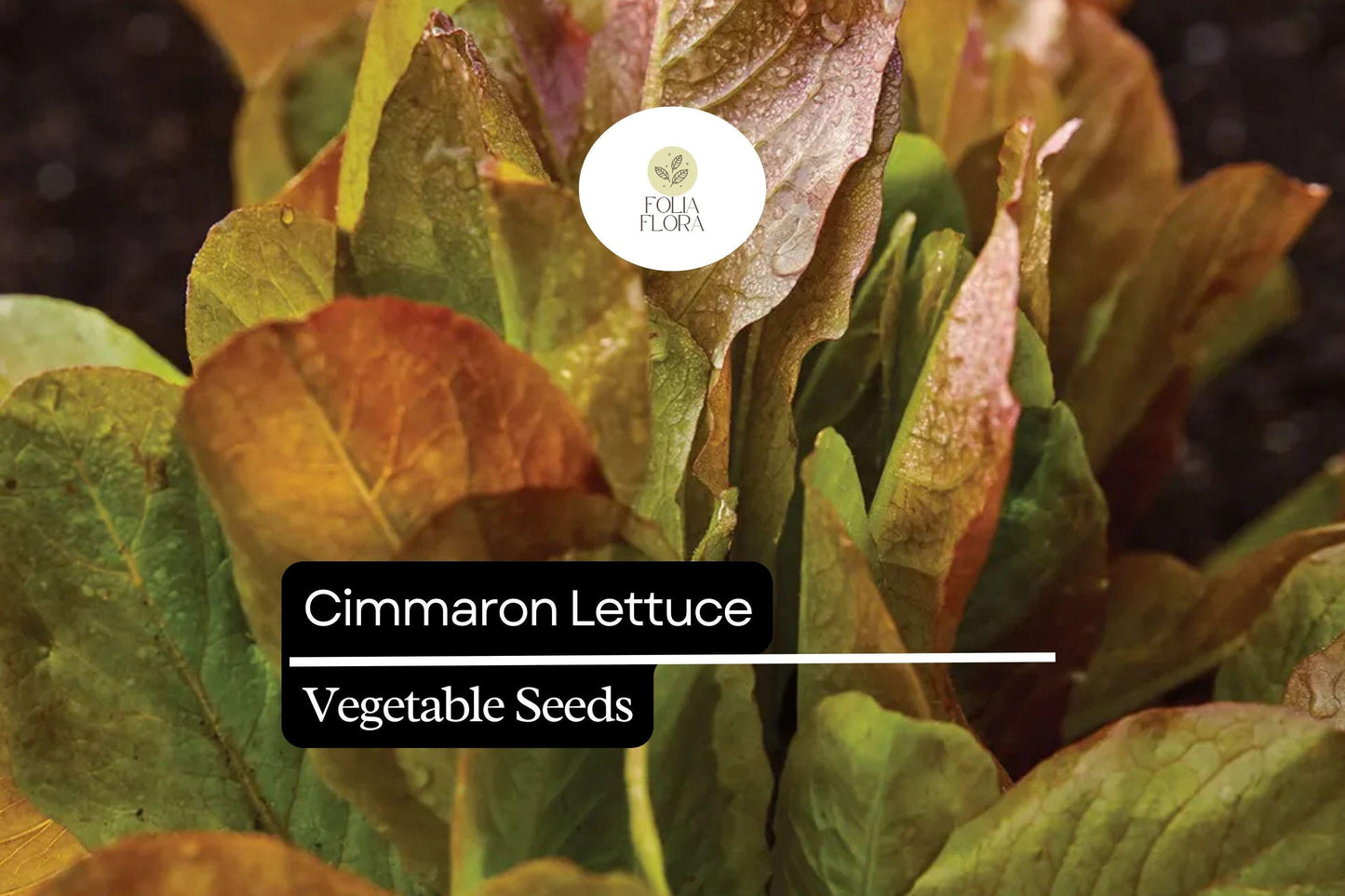 1000 Cimarron Lettuce Seeds – Lactuca sativa – Heirloom Romaine, Deep Red Leaves, Crisp Texture, Non-GMO, Heat-Tolerant, Easy to Grow
