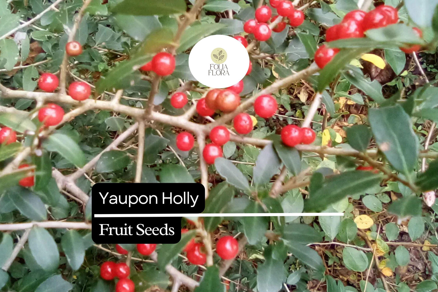 25 Organic Yaupon Holly Seeds (Ilex vomitoria) | Native Evergreen Shrub for Hedging & Wildlife