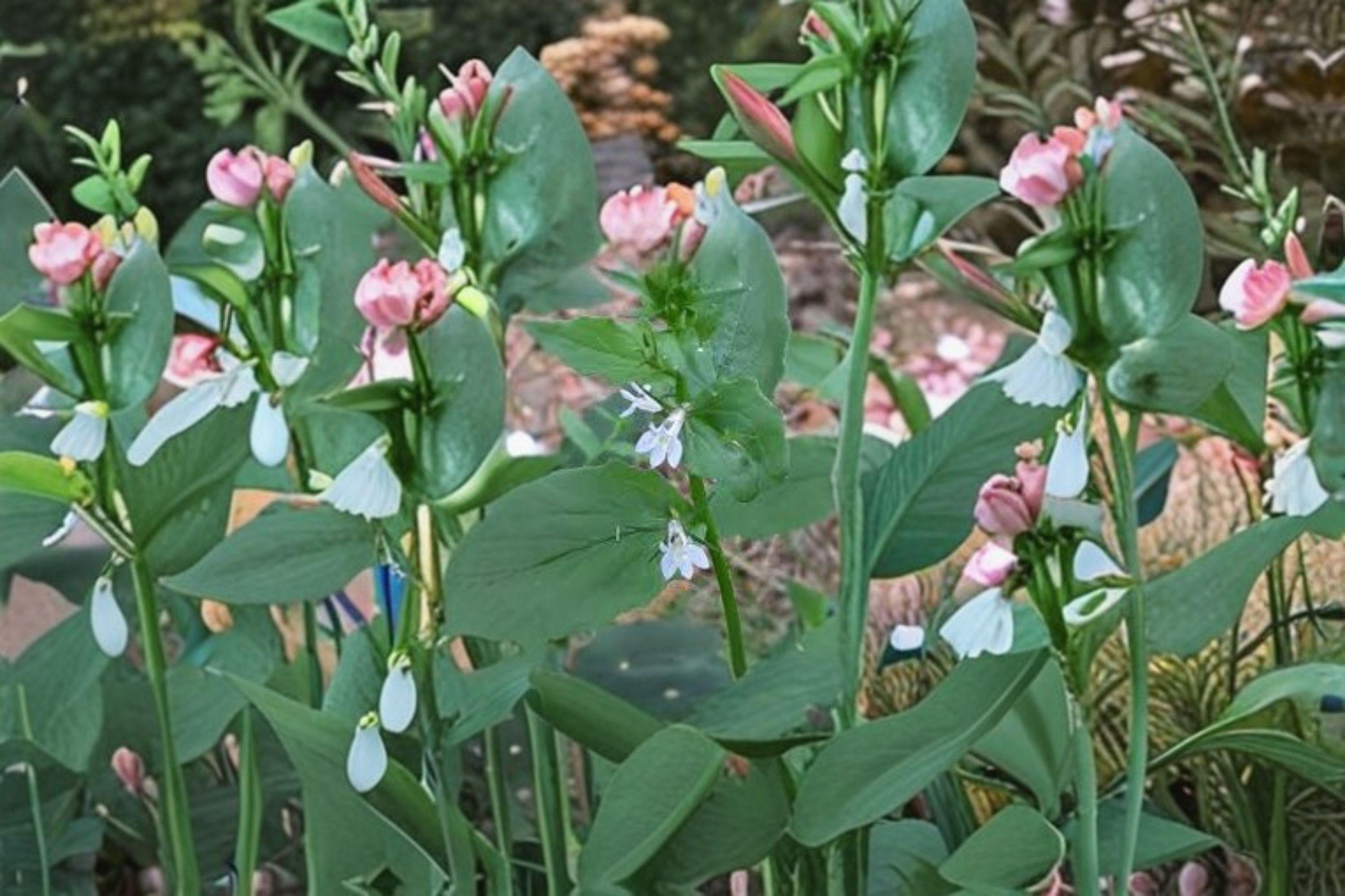 Lobelia inflata/Indian Tobacco – 500 Seeds | Native Annual/Biennial | Medicinal History | Pollinator Support Plant