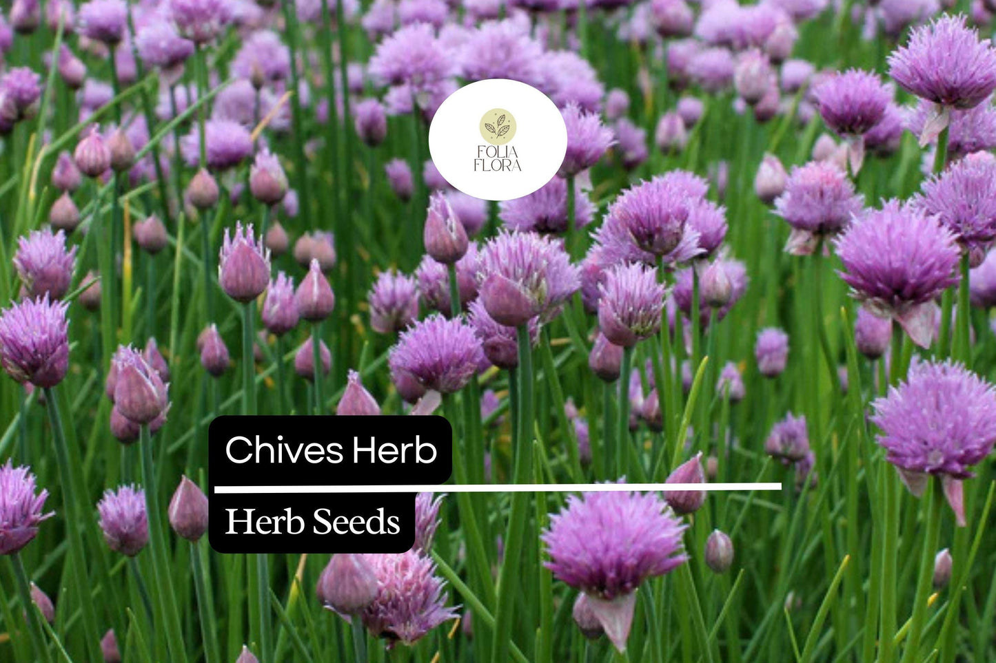 150 Chive Herb Seeds – Allium schoenoprasum – Heirloom, Perennial, Mild Onion Flavor, Perfect for Salads