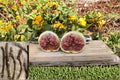 White Adriatic Fig 5 Cuttings 6-8" (Ficus carica) Fig Tree Cuttings