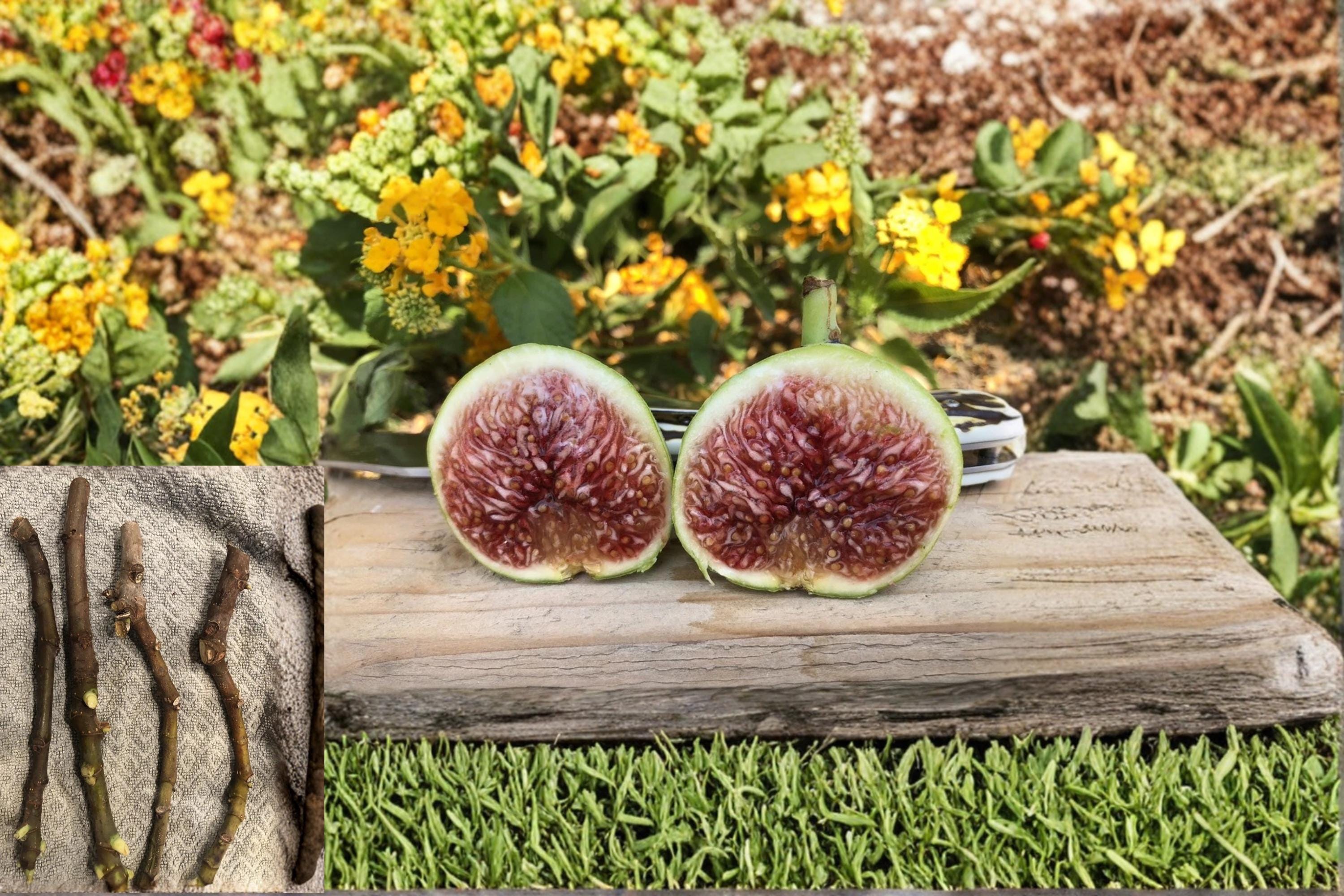 White Adriatic Fig 5 Cuttings 6-8" (Ficus carica) Fig Tree Cuttings