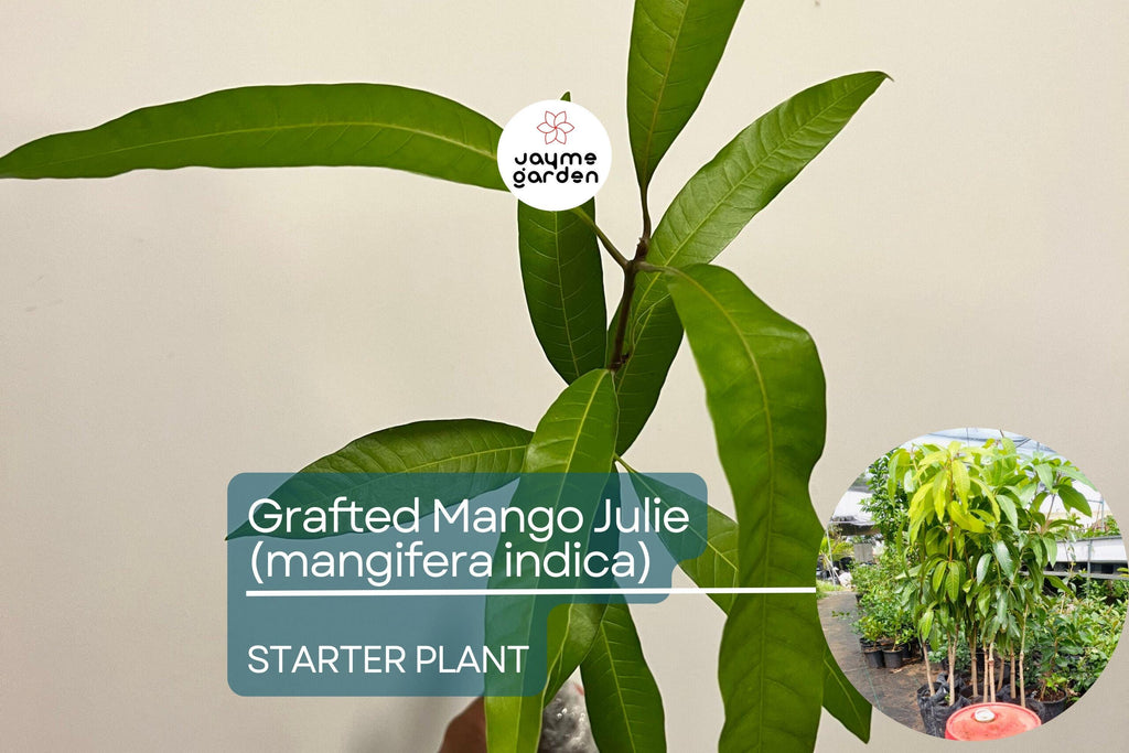 1 Grafted Mango Julie Tree - Live Fruit Tree 3’-4’ Tall | Sweet Fiber-Free Mangoes | Tropical Beauty for Gardens