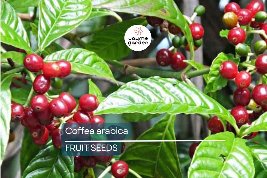 10 Coffea Arabica Seeds – Exotic Coffee Plant Tree, Rare Indoor Tropical Houseplant, Arabian Coffee