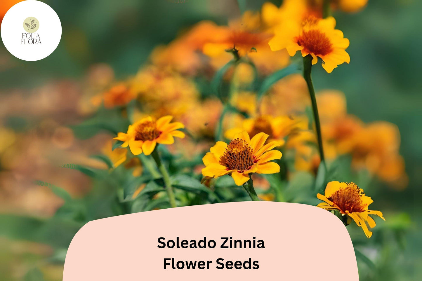 100+ Soleado Zinnia Seeds – Bright Yellow Non-GMO Annual Flowers for Garden Planting & Cut Flower Gardens