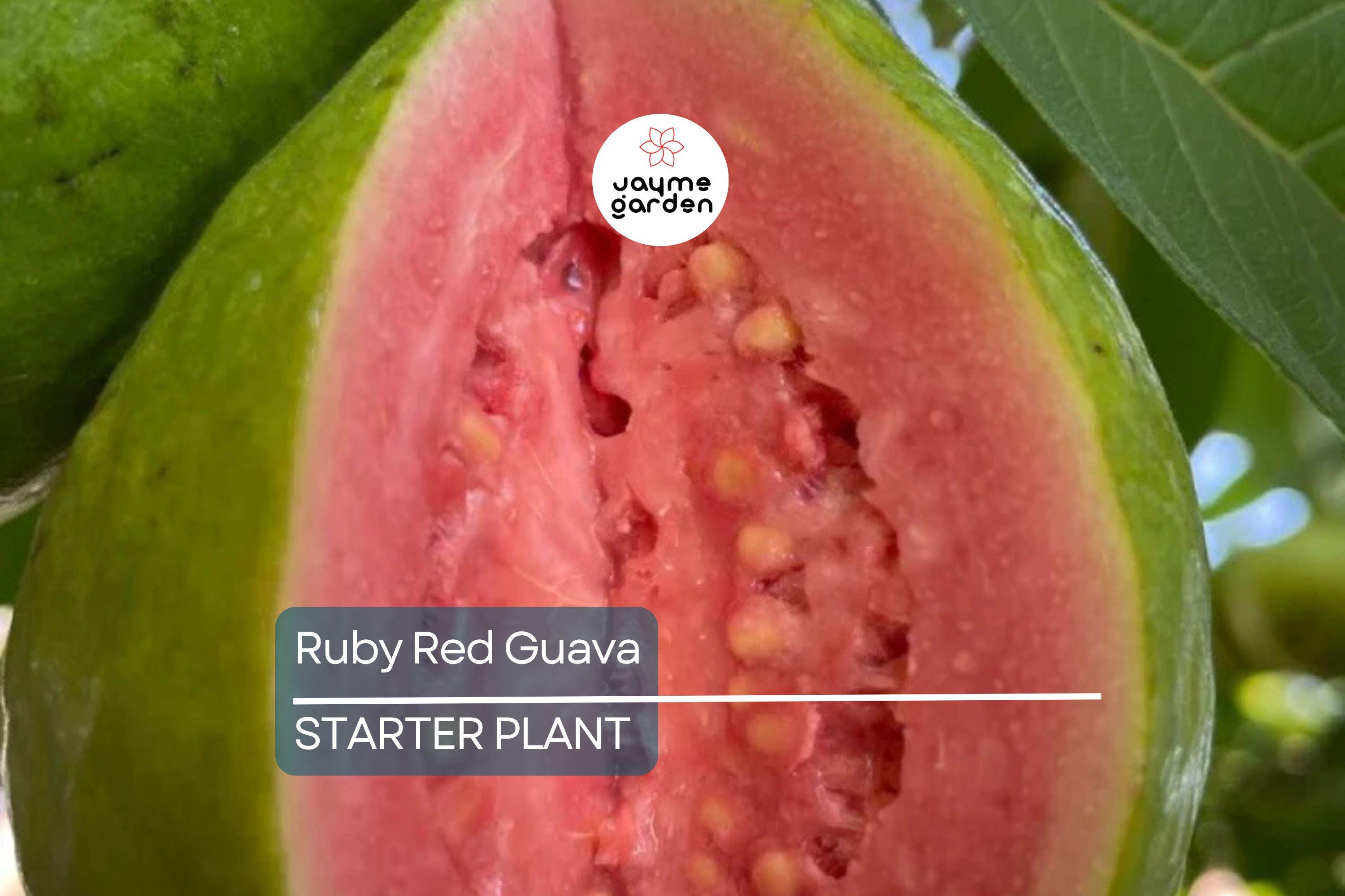 Ruby Red Guava Tree | 8"-10" Tropical Live Plant | Ready to Plant Fruit Tree | Easy to Grow | Subtropical & Tropical Zones