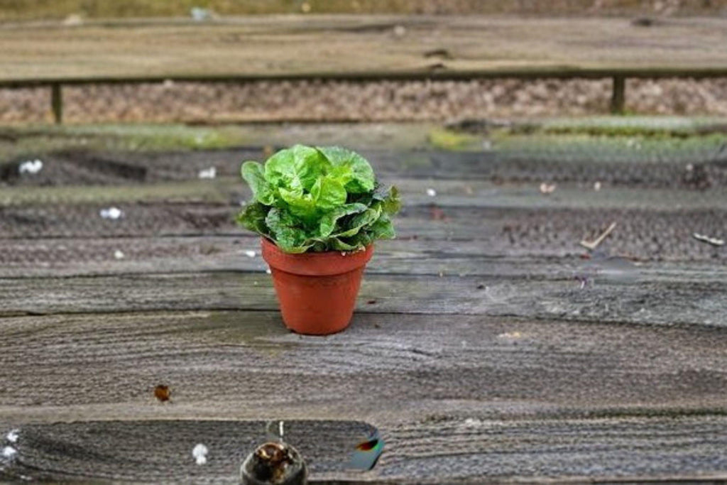 Tom Thumb – Butterhead Lettuce 700 Seeds | Mini Heirloom Lettuce | Compact Heads | Perfect for Containers