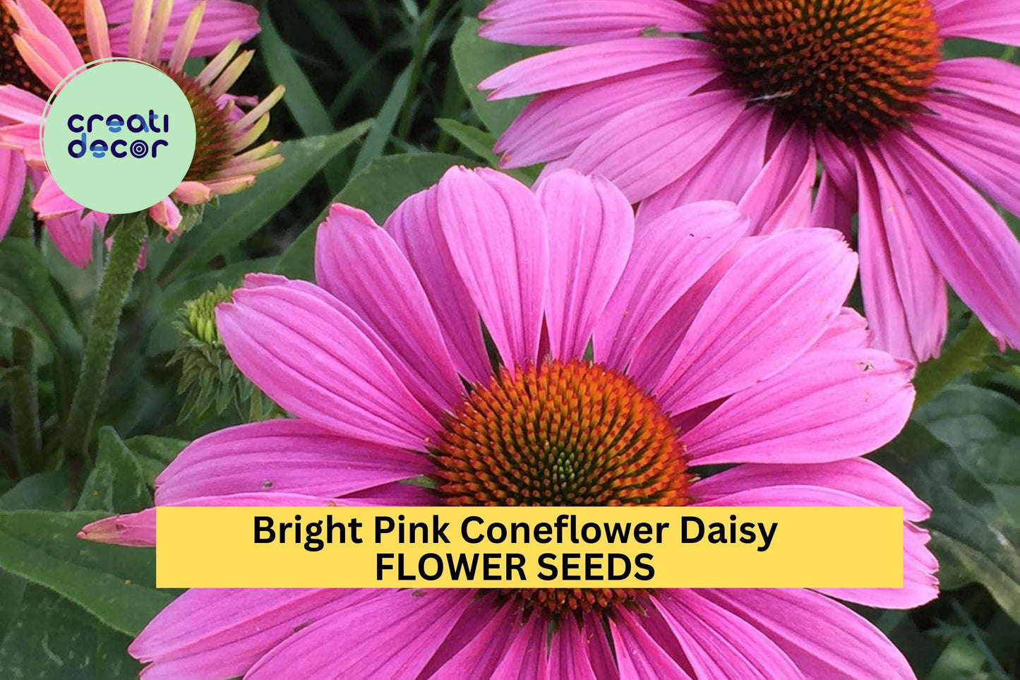 200+ Bright Pink Coneflower Daisy Seeds – Vibrant Perennial Blooms for Garden Planting, Pollinator-Friendly Echinacea – USA