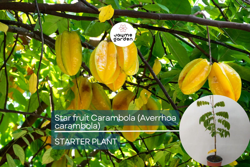 Starfruit Carambola Tree (Averrhoa carambola) 12" – 24" – Tropical Evergreen with Unique Star-Shaped Fruits