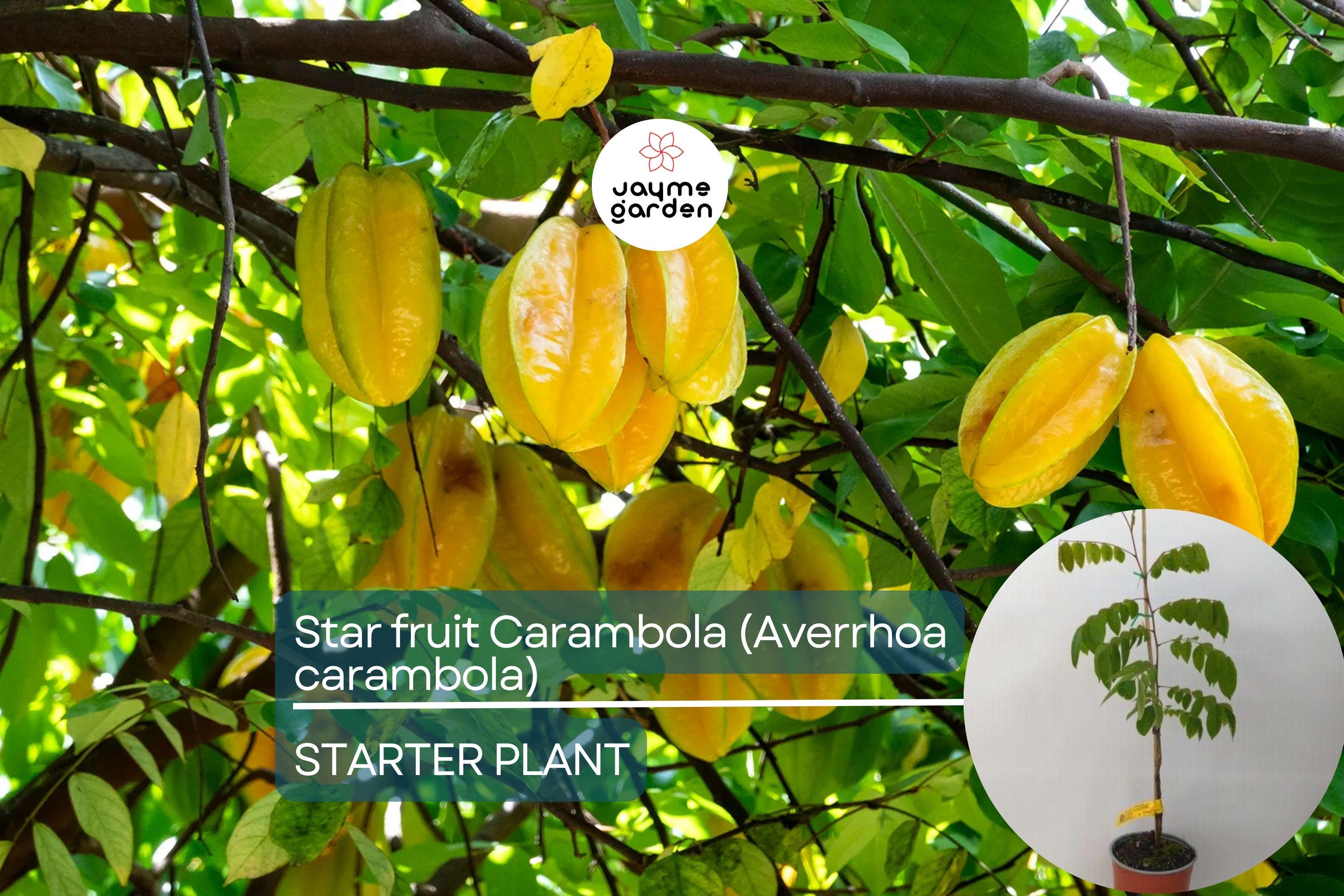 Starfruit Carambola Tree (Averrhoa carambola) 12" – 24" – Tropical Evergreen with Unique Star-Shaped Fruits