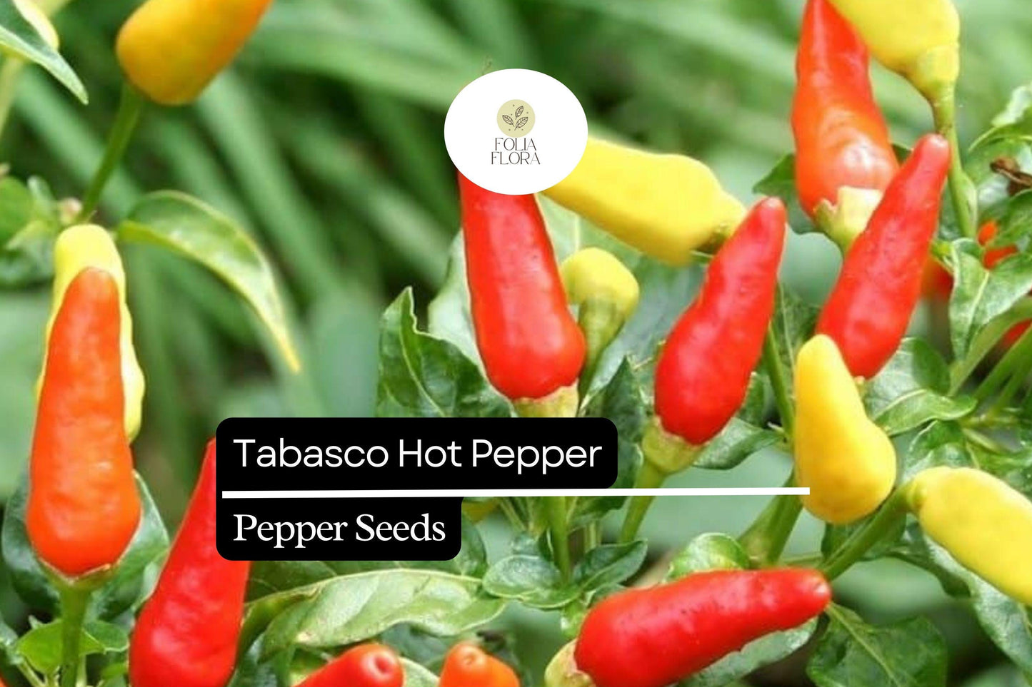 250mg Tabasco Hot Pepper Seeds Capsicum frutescens | Medium-Hot Heirloom, Non-GMO, Ideal for Sauces, Pickling & Fresh Cooking