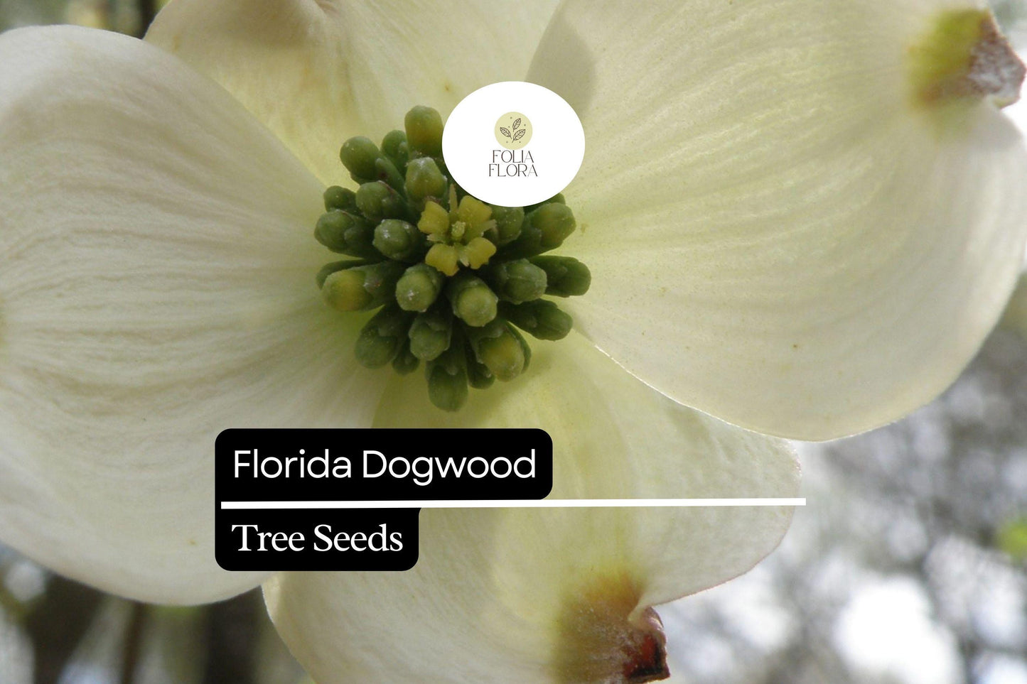 Florida Dogwood Seeds (Cornus florida) | 5 Seeds | Elegant White & Pink Blooms | Ornamental Tree