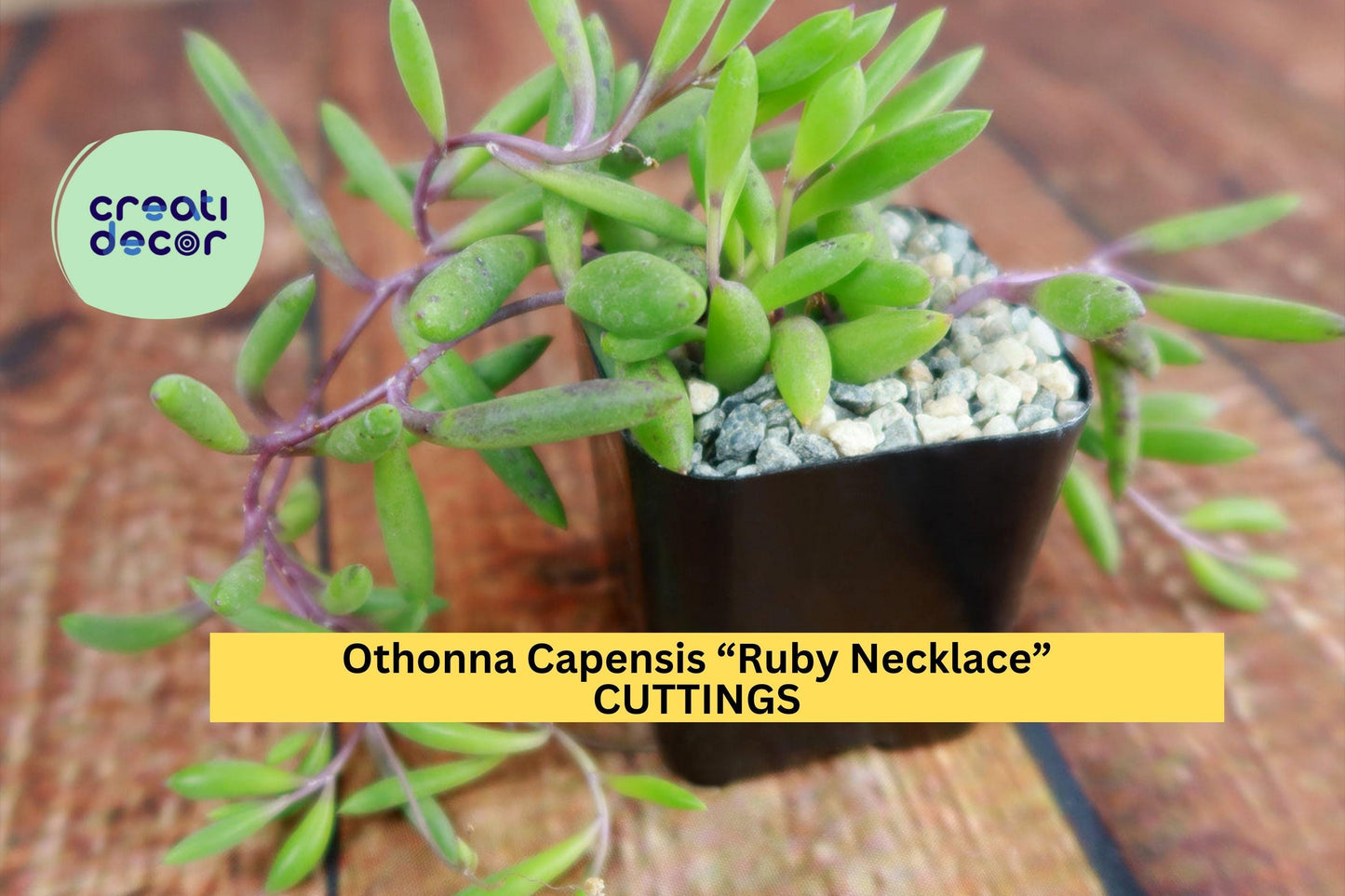 10 Ruby Necklace Cuttings – Othonna Capensis Succulent Cuttings, Trailing Purple Stems for Pots, Baskets & Rock Gardens – Organic USA
