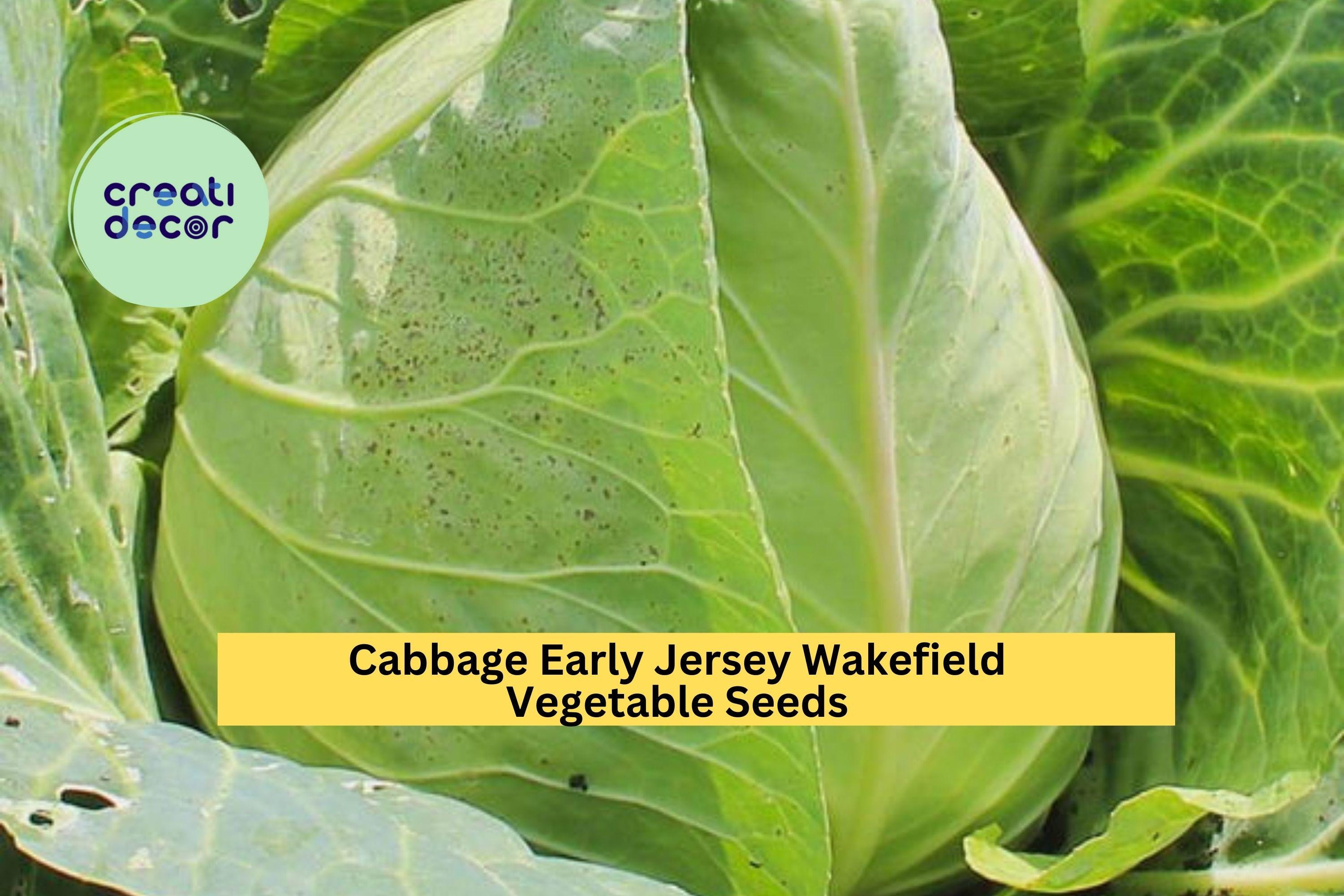 3pcs of 1g Early Jersey Wakefield Cabbage Seeds – Heirloom Green Cabbage for Garden or Raised Bed Planting Seeds for Planting