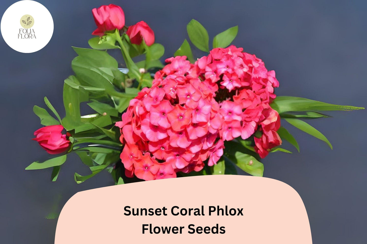 100+ Sunset Coral Phlox Seeds – Vibrant Coral Garden Flowers, Phlox paniculata
