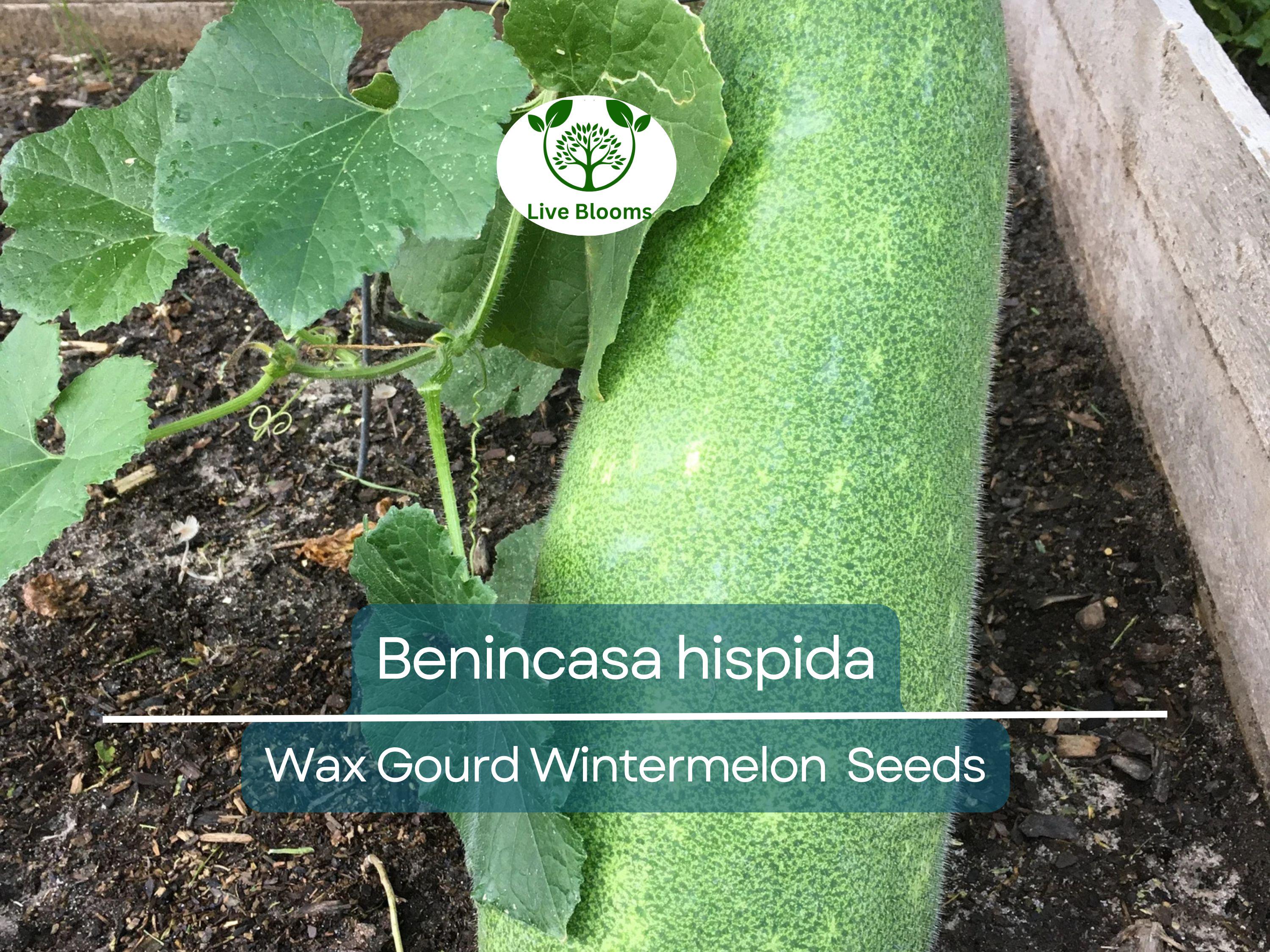 10 Seeds Wax Gourd Wintermelon (Benincasa hispida) – Non-GMO, Heirloom, Edible, Easy to Grow, Perfect for Garden Planting & Fresh Harvests