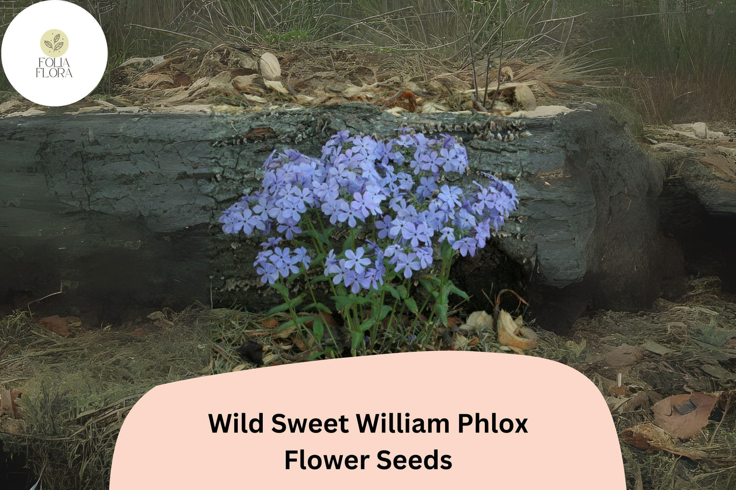 100+ Wild Sweet William Phlox Seeds – Perennial Garden Flower Seeds, Phlox maculata