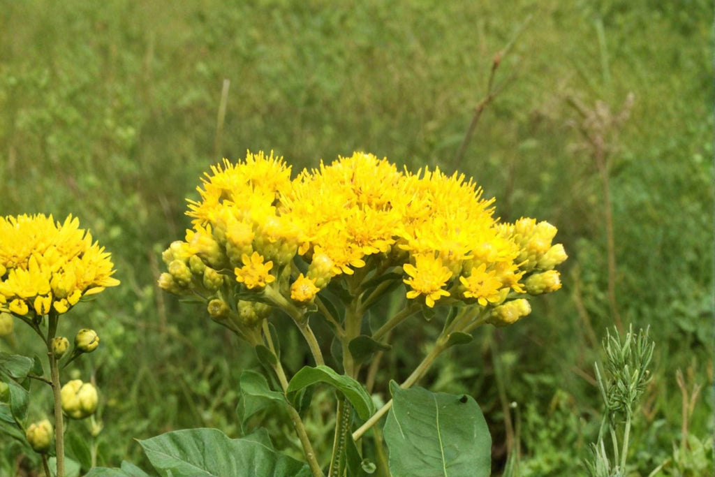 Oligoneuron Rigidum Stiff Goldenrod Seeds – 100 Native Perennial Prairie Wildflower | Drought-Tolerant | Pollinator Favorite