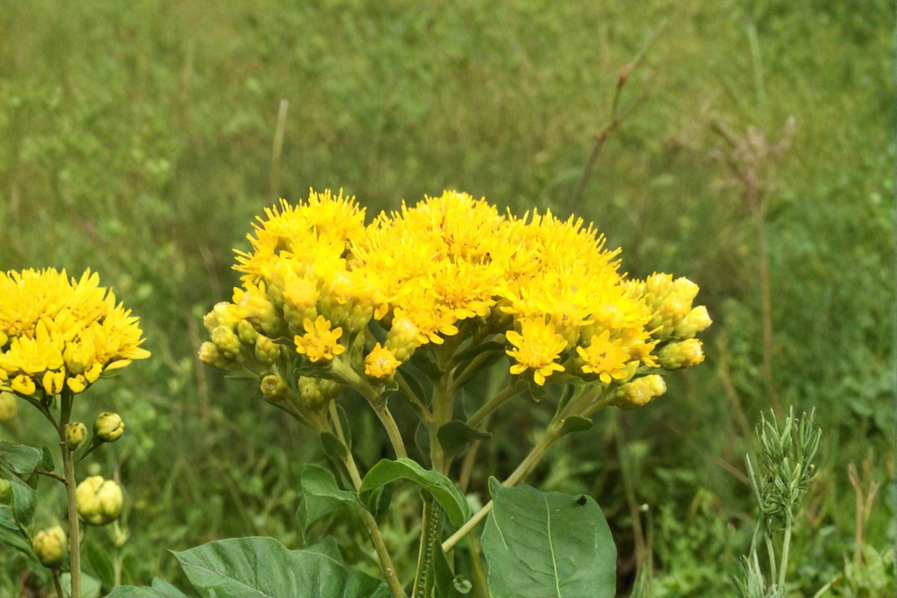 Oligoneuron Rigidum Stiff Goldenrod Seeds – 100 Native Perennial Prairie Wildflower | Drought-Tolerant | Pollinator Favorite