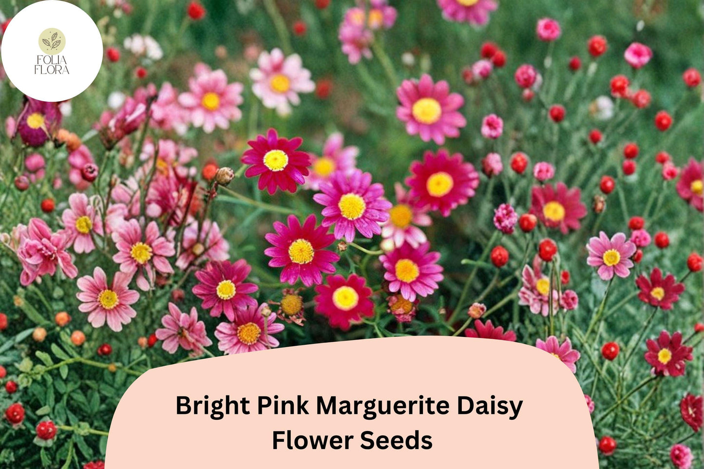 200+ Bright Pink Marguerite Daisy Seeds | Argyranthemum frutescens | Cheerful Pink Garden Flowers for Borders & Pots