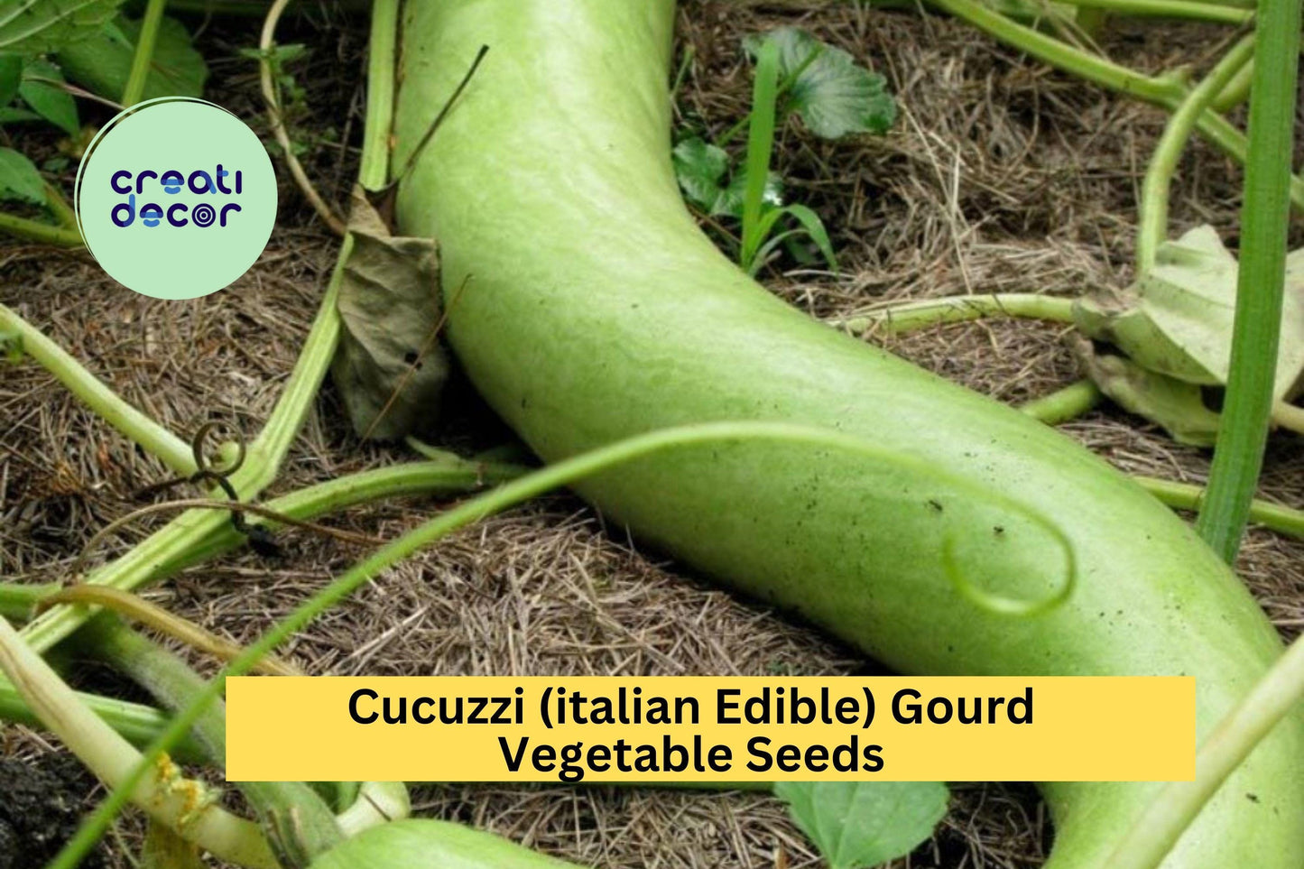 2pcs of 10 Seeds Cucuzzi Italian Edible Gourd – Long Light Green Squash for Cooking, Trellising, and Summer Gardens Seeds for Planting