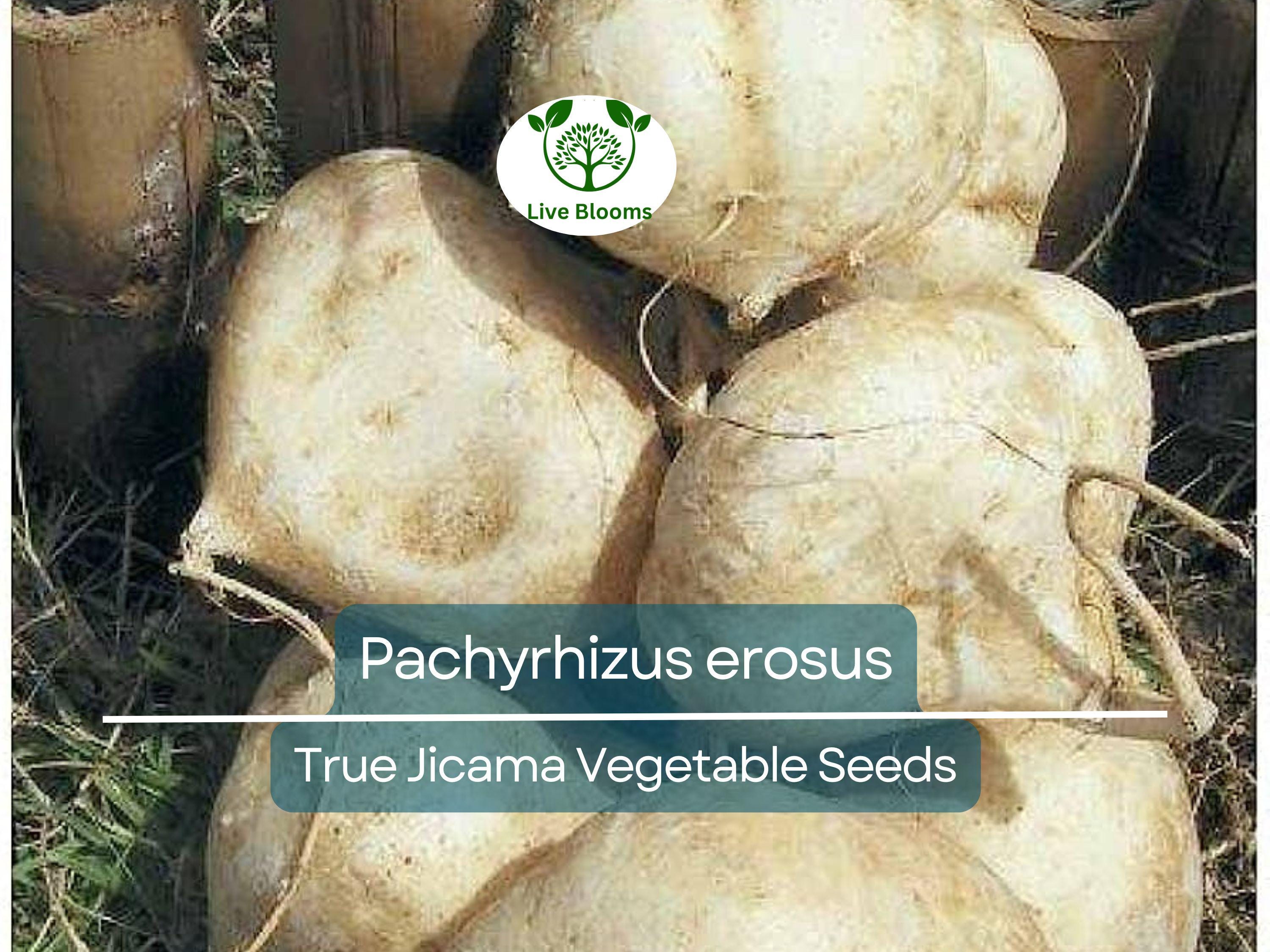 5 Seeds True Jicama – Pachyrhizus erosus | Heirloom Root Vegetable Seeds for Planting, Gardening & Fresh, Nutritious Harvests